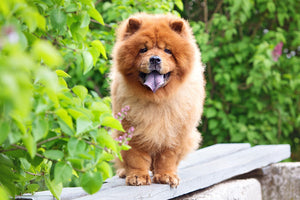 TOP Common Misconceptions about the Chow Chow